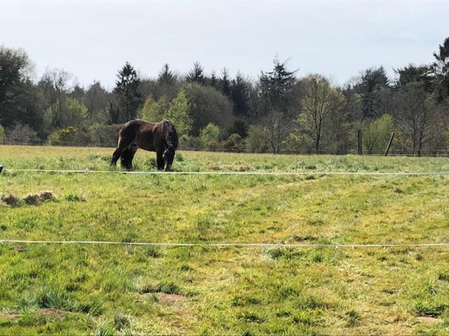 Merveilleux Cottage Dans Parc De 7,5 Hectares Saint-Nicolas-du-Pélem Esterno foto